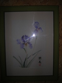 Iris